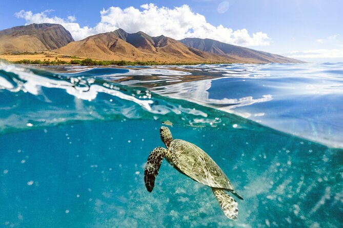 Turtles & Tacos Luxury Catamaran Snorkel - Turtle Snorkeling on Maui: How the Guaranteed Sightings Work in Real Life