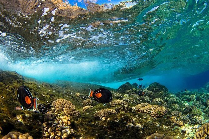 Two Stop Snorkel Adventure from Maui - Molokini Crater and a Second Reef Stop in Five Hours