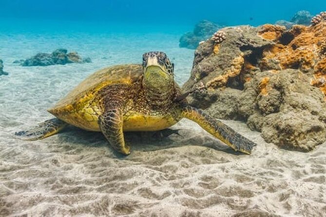 Two Stop Snorkel Adventure from Maui - Who This Tour Suits Best on Maui