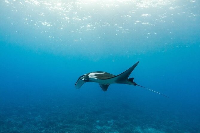 Two Stop Snorkel Adventure from Maui - What You’re Really Paying For: Two Stops Plus a Full Food Plan