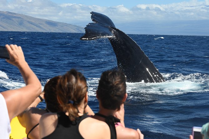 Ultimate 3.5 hour Whale Watch & Snorkel - Key highlights you’ll care about