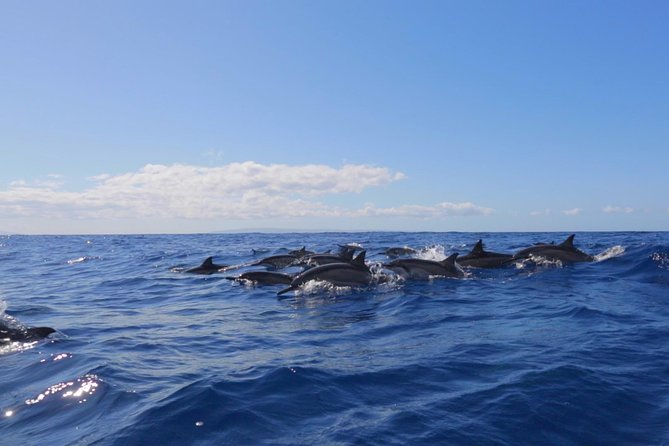 Ultimate 4 Hour Lanai Snorkel and Dolphin Encounter - The 9:00 AM Lahaina Meet-Up and the Small-Group Advantage