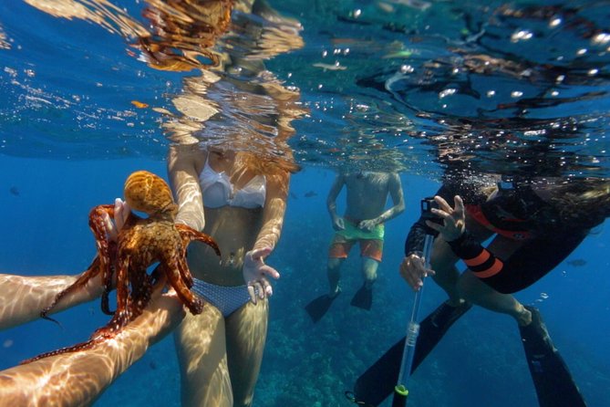 Ultimate 4 Hour Lanai Snorkel and Dolphin Encounter - Stop Two Back Toward Maui: Reefs, Sharks, and a Wind-Ready Reality Check