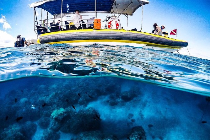 Ultimate 4 Hour Lanai Snorkel and Dolphin Encounter - Whale Season Adds Another Layer (Dec to Apr)