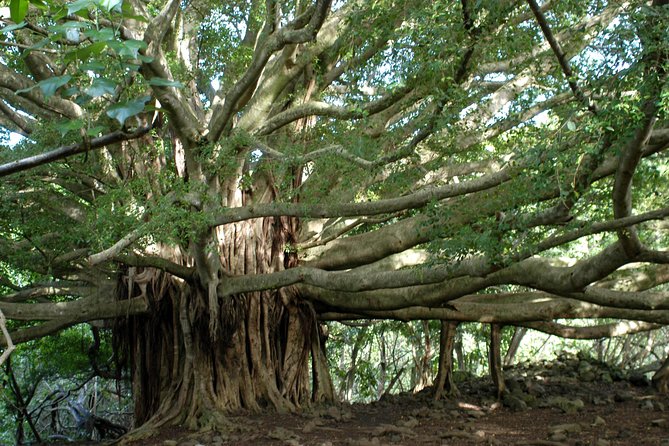 Ultimate Hana Full-Day Adventure Tour - Hana Highway starts your day the easy way