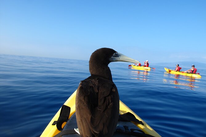 Ultimate Maui Kayak Snorkel Experience - Snorkeling the Reef: Sea Turtles, Coral, and Lots of Fish