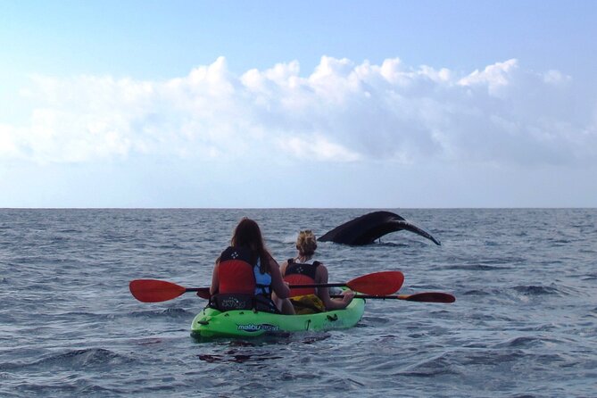 Ultimate Maui Whale Watch Snorkel Tour - Griff and the marine naturalist approach: learning without lecturing