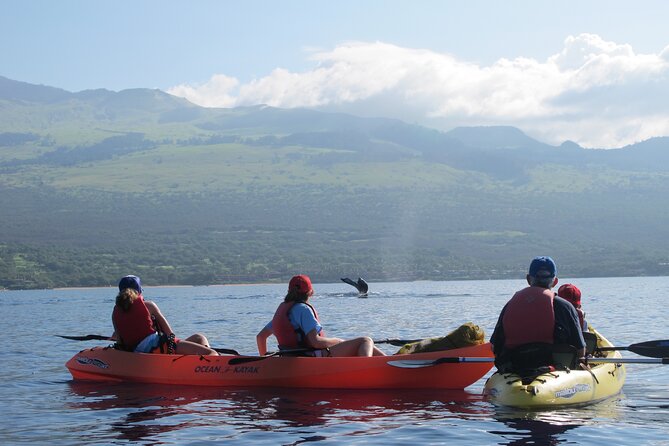 Ultimate Maui Whale Watch Snorkel Tour - Who should book this Maui whale watch snorkel tour