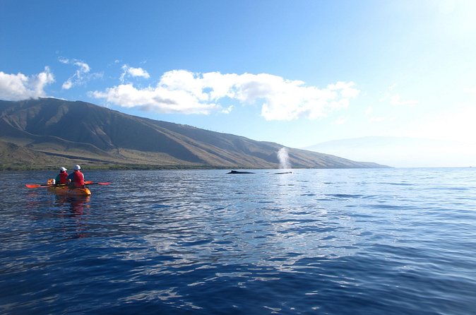 Ultimate Maui Whale Watch Snorkel Tour - Should you book Ultimate Maui Whale Watch Snorkel Tour?