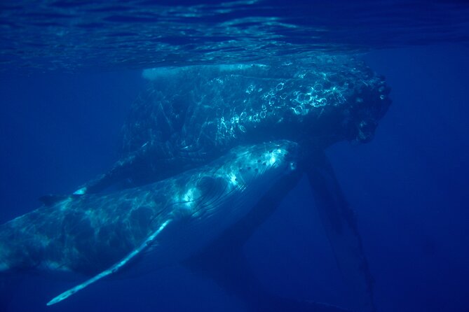Ultimate Maui Whale Watch Snorkel Tour - Whale and dolphin watching: enjoy the hunt, don’t chase certainty