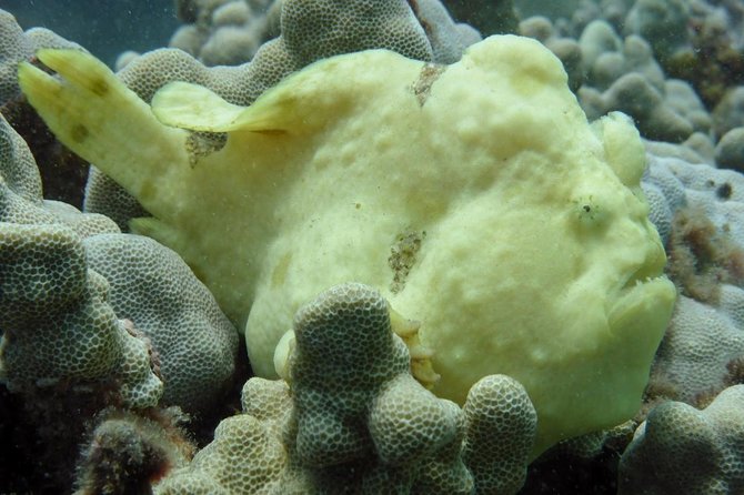 Underwater Scooter Dive (Certified Divers Only) Makena Wailea - Best Fit: Who Should Choose the NeverDry Makena Option