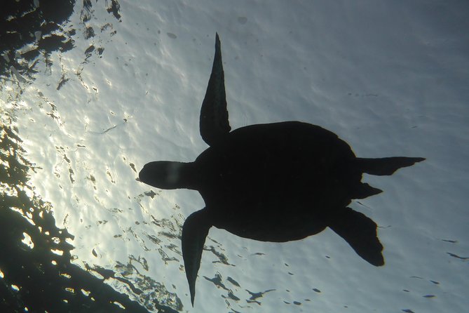 Underwater Scooter Dive (Certified Divers Only) Makena Wailea - How the 3-Hour Session Flows From Check-In to Shore Entry