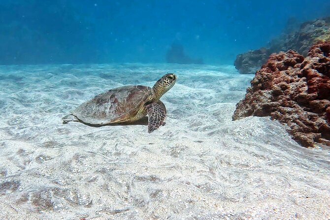 Unlimited Guided Snorkeling Tour for Beginners Plus - Stop 1 at Olowalu Beach: the heart of the snorkeling day