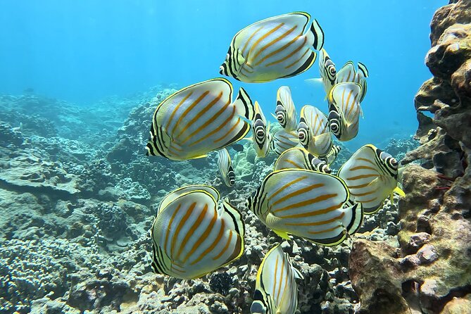 Unlimited Guided Snorkeling Tour for Beginners Plus - Gear that actually supports new snorkelers