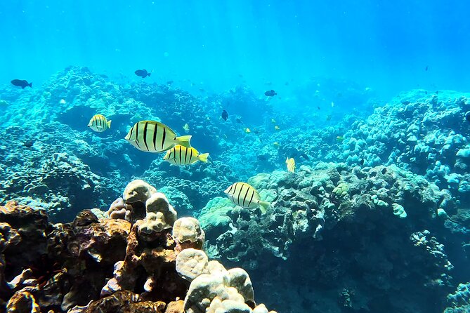 Unlimited Guided Snorkeling Tour for Beginners Plus - Who should book (and who should think carefully)