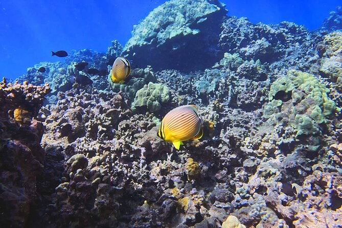 Unlimited Guided Snorkeling Tour for Beginners Plus - Practical tips so your first session feels calm, not chaotic