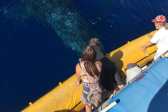 VIP (12 Guests ONLY) Ultimate Whale Watch - Key Reasons You Should Pay Attention to This VIP Whale Watch