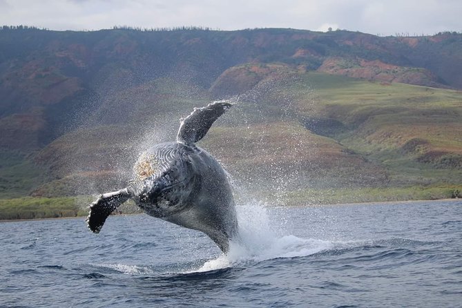 VIP (12 Guests ONLY) Ultimate Whale Watch - Lahaina Harbor Whales, Served in a Small-Group Package