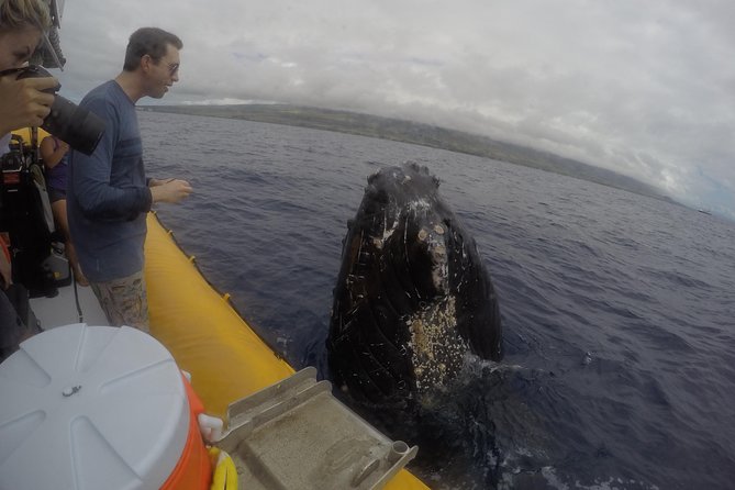 VIP (12 Guests ONLY) Ultimate Whale Watch - VIP 12-Guest Seating: Why Small Feels Different on a Raft