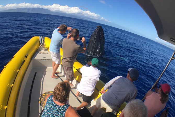 VIP (12 Guests ONLY) Ultimate Whale Watch - Dec–Apr Guarantee and the Go-Again Plan
