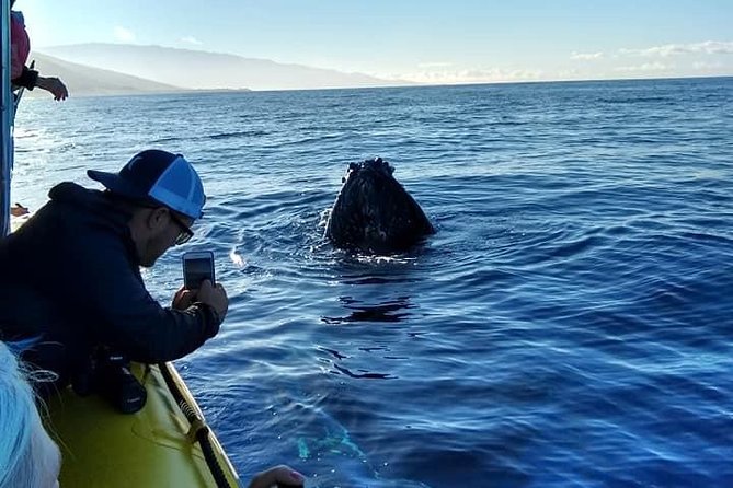 VIP (12 Guests ONLY) Ultimate Whale Watch - Price Versus What You Get: The Real Value of $125
