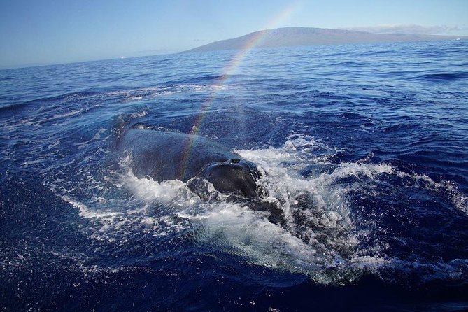 VIP (12 Guests ONLY) Ultimate Whale Watch - Weather, Motion, and What to Bring So You Stay Comfortable