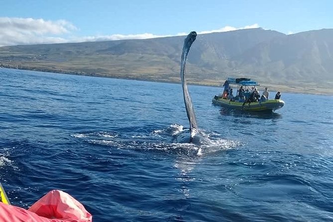 VIP (12 Guests ONLY) Ultimate Whale Watch - The 2-Hour Flow: What Happens From Check-In to Return