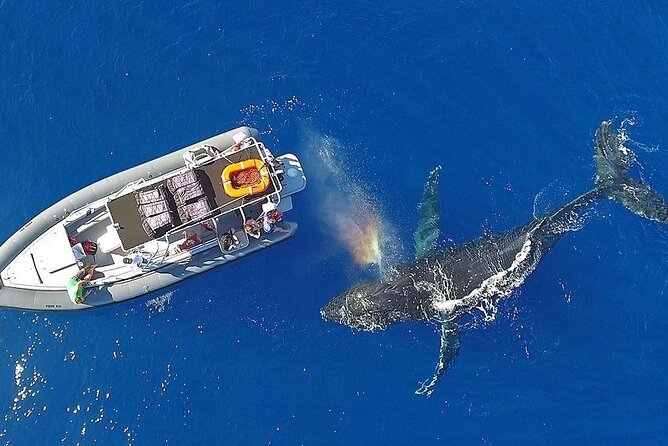 VIP Premiere Whale Watch Kaanapali Beach MAX 12 PASSENGERS - Timing, weather, and when the ocean turns the dial