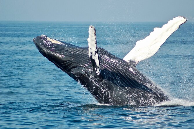 VIP Premiere Whale Watch Kaanapali Beach MAX 12 PASSENGERS - Price and value: is $129 worth it?