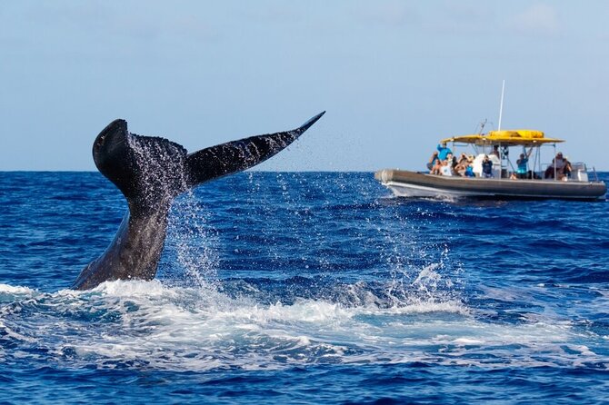 VIP Premiere Whale Watch Kaanapali Beach MAX 12 PASSENGERS - The AuAu Channel coastline experience: why it feels different