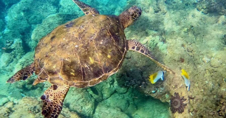 Wailea Beach: Snorkeling for Non-Swimmers Guided Tour - Key highlights you’ll care about