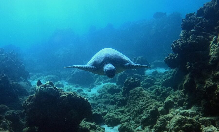 Wailea Beach: Snorkeling for Non-Swimmers Guided Tour - Who should book (and who should skip this shore tour)