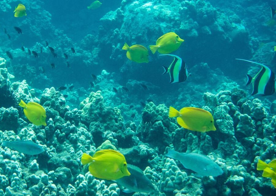 Wailea Beach: Snorkeling for Non-Swimmers Guided Tour - Why Wailea Beach is a great place to learn snorkeling