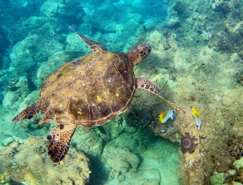 Wailea Beach: Snorkeling for Non-Swimmers Guided Tour - Shallow-water practice: floating, breathing, and staying calm