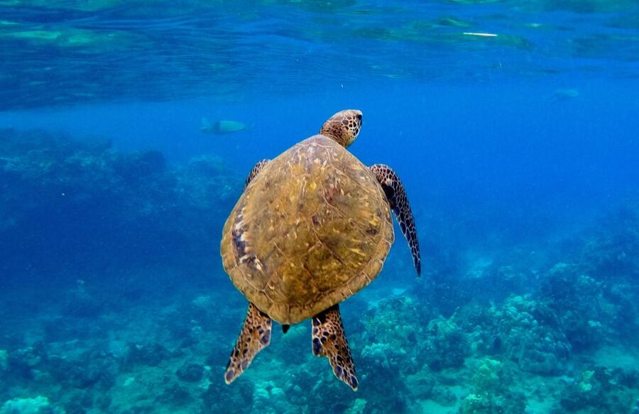 Wailea Beach: Snorkeling for Non-Swimmers Guided Tour - Seeing sea turtles at the reef: what the guide is really doing