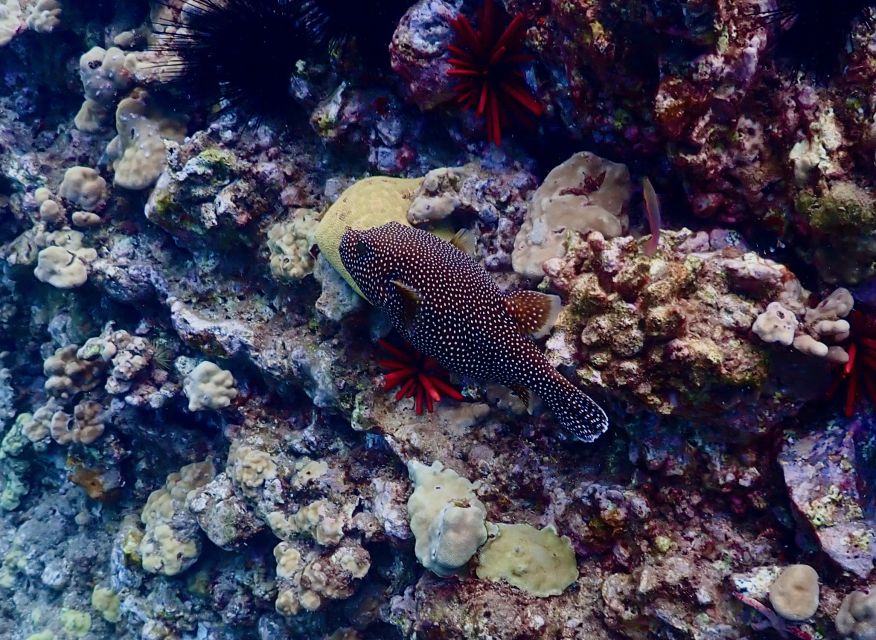 Wailea Beach: Snorkeling for Non-Swimmers Guided Tour - Gear included (and how to use it well)