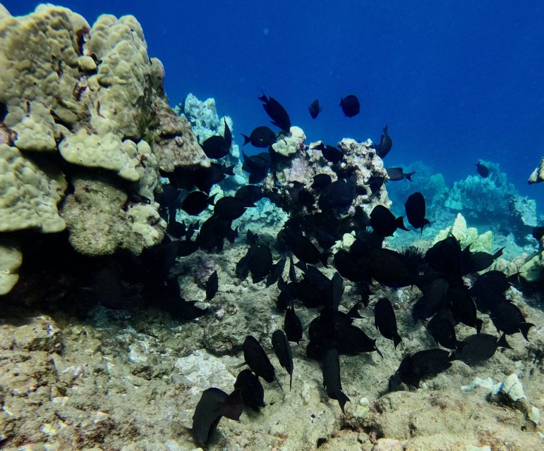 Wailea Beach: Snorkeling for Non-Swimmers Guided Tour - Price and value: is $149 fair for a non-swimmer lesson?