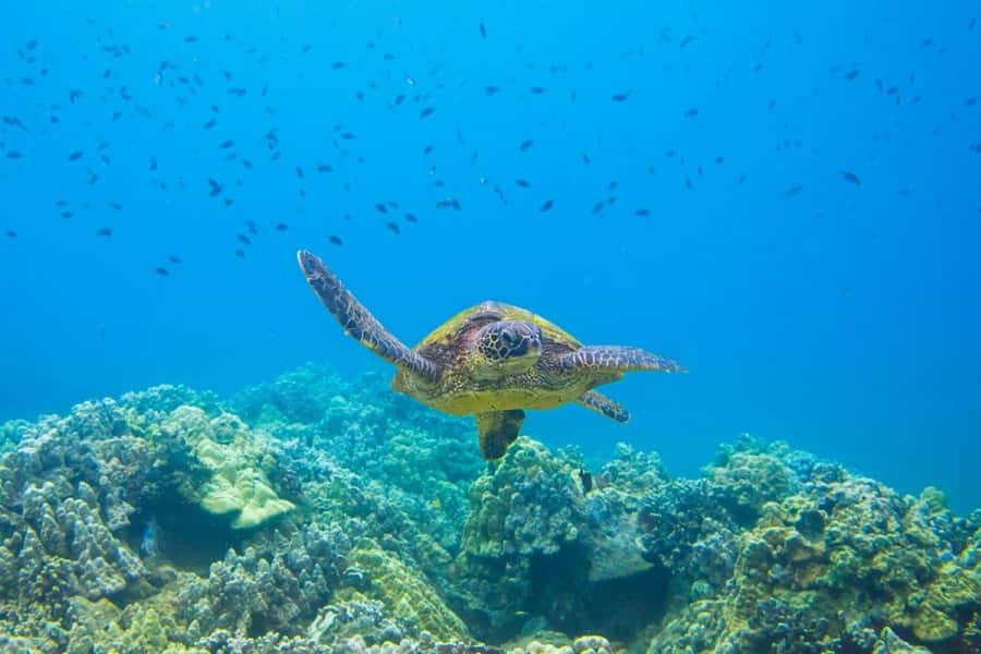 Wailea-Makina: Sea Caves, Molokini Snorkel & Turtle Town - Makena and Turtle Town: sea turtles and spotted eagle rays near lava fingers