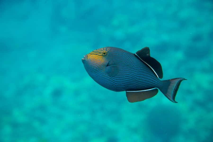 Wailea-Makina: Sea Caves, Molokini Snorkel & Turtle Town - The first snorkel: La Perouse Pinnacle and a fish-filled warm start