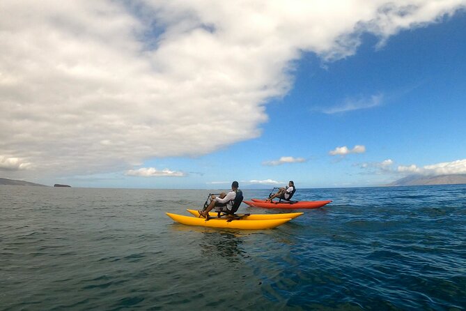 Water Bike Tour in South Maui - Wildlife Sightings: What Might Happen on Your Day