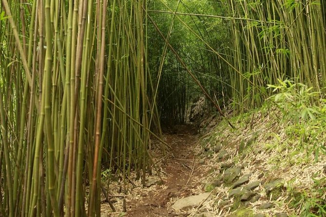 Waterfall and Rainforest Adventure - Stop-by-stop: from Hana Highway rainforest to Ho‘okipa turtles