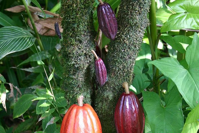 Waterfall, Rainforest, Chocolate Tour & Historical Sites - What to wear and bring for a smooth rainforest hike