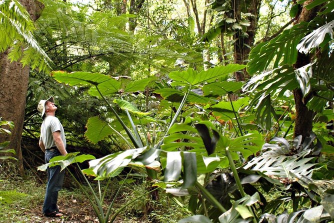Waterfall & Rainforest Hiking Adventure with Hotel Pickup - Key Points to Know Before You Go