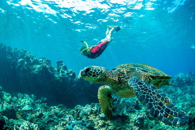 West Maui Afternoon Snorkel from Ka’anapali Beach - Where You Snorkel in West Maui: Turtles, Coral, and Tropical Fish