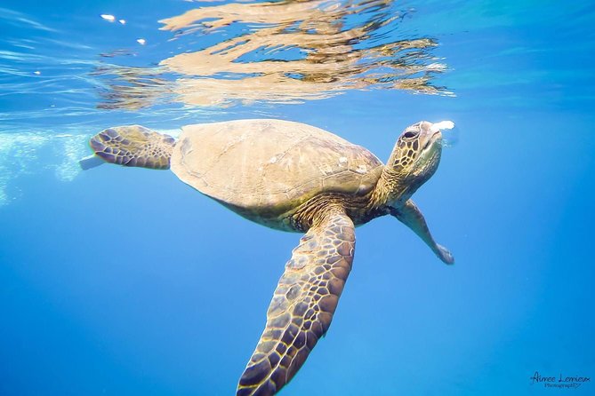 West Maui Afternoon Snorkel from Ka’anapali Beach - Return Sail Back Before Dinner: Snacks, Drinks, and Unhurried Views