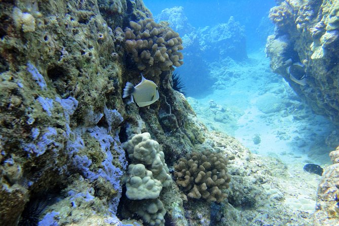 West Maui Snorkeling Experience by Boat from Ka'anapali - Why this West Maui snorkel day feels easier than the big-boat version