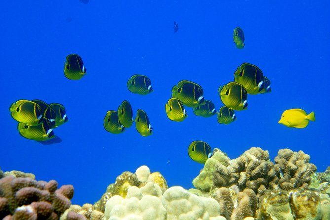 West Maui Snorkeling Experience by Boat from Ka'anapali - Food on board: breakfast, lunch, and snacks that don’t feel like an afterthought