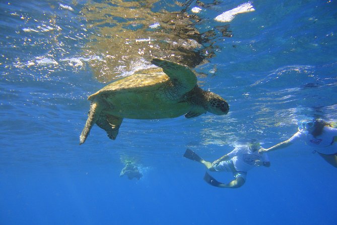 West Maui Snorkeling Experience by Boat from Ka'anapali - Kaanapali meeting point and the 9:00 a.m. start