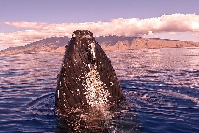 West Maui Sunset Whale Watch - Meeting at Mala Boat Ramp: The Small Details That Matter