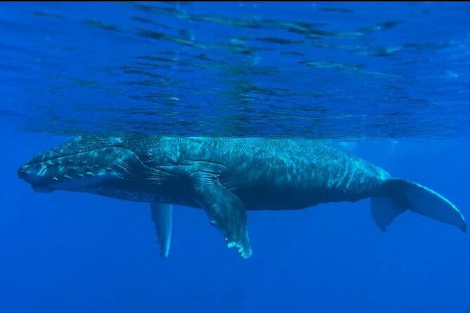 West Maui Sunset Whale Watch - Who the Crew Style Works For (and What You’ll Learn)
